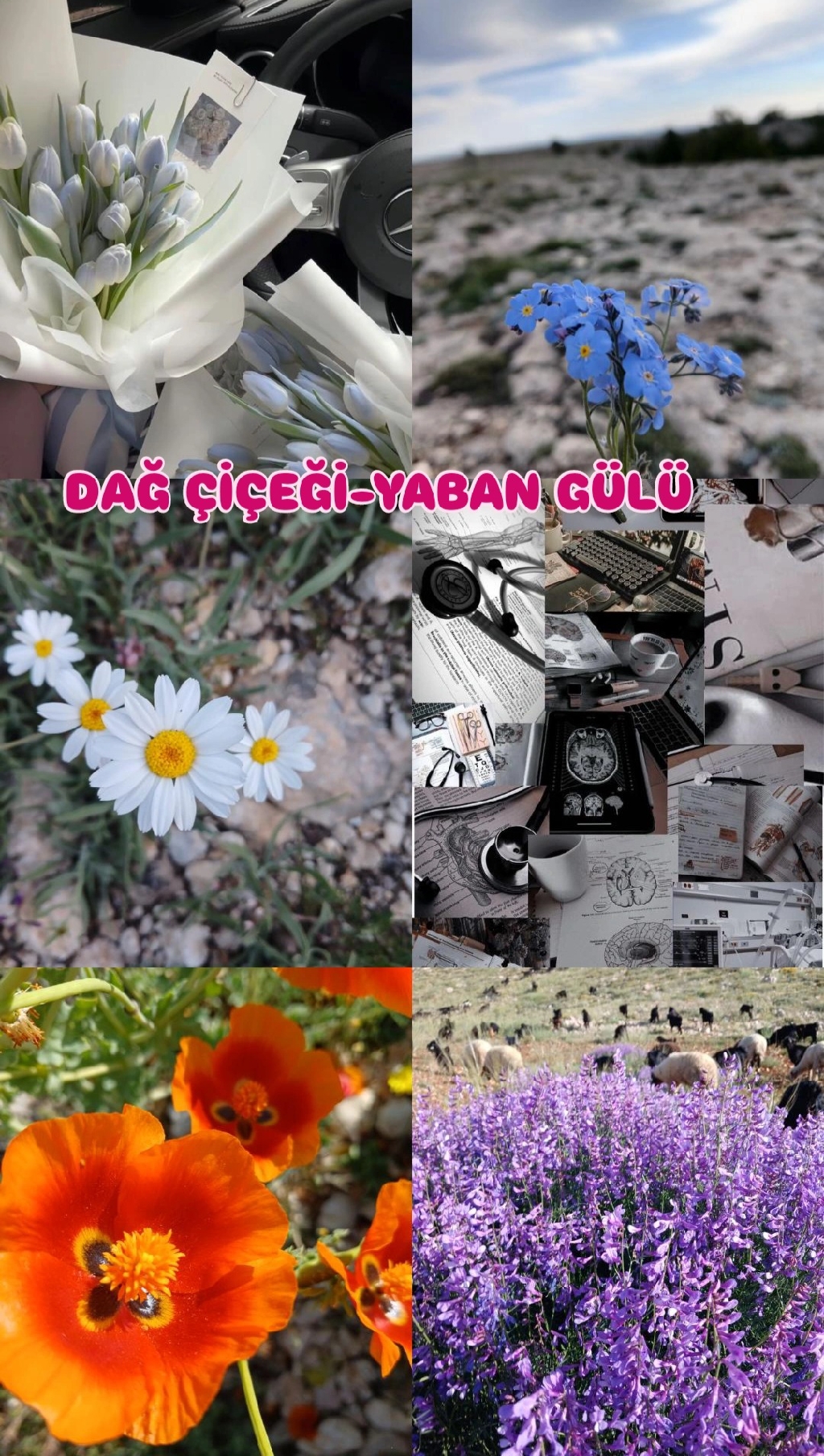 DAĞ ÇİÇEĞİ-YABAN GÜLÜ 